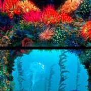 ヒメ日記 2025/09/03 13:46 投稿 いいおんなはいつもにじいろ GOOD-グッド-