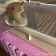 ヒメ日記 2025/08/25 11:33 投稿 ほのか 池袋角海老