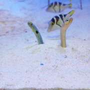 ヒメ日記 2025/10/14 23:54 投稿 あずさ先生 DANDY BODY