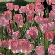 ヒメ日記 2026/04/29 17:33 投稿 ひなた 西川口マーメイド