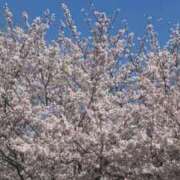 ヒメ日記 2026/04/09 17:04 投稿 春歌ゆうな 奴隷志願！変態調教飼育クラブ本店