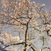 ヒメ日記 2026/03/31 07:20 投稿 和泉いろは やみつきエステ錦糸町店