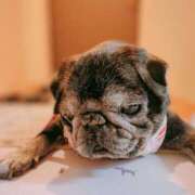 ヒメ日記 2025/10/09 19:29 投稿 一ノ瀬めぐみ プレジデントクラブ