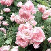 ヒメ日記 2025/06/30 12:54 投稿 あいか ぷよラブ れぼりゅ～しょん