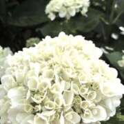 ヒメ日記 2025/07/09 00:05 投稿 あいか ぷよラブ れぼりゅ～しょん