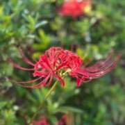 ヒメ日記 2025/09/26 14:20 投稿 久我山かのん 月の真珠-五反田-