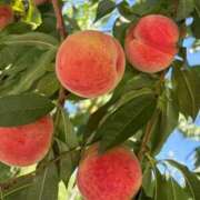 ヒメ日記 2025/08/03 22:15 投稿 一条りりか BaliSpa