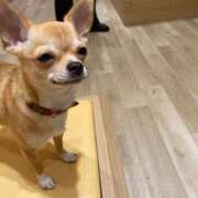 ヒメ日記 2025/10/03 10:02 投稿 一条りりか BaliSpa