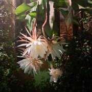 なのは なのは☆ ラブハーレム(水戸)