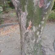 ヒメ日記 2025/11/07 21:15 投稿 みいな★超S級！元有名アイドル S級素人清楚系デリヘル chloe