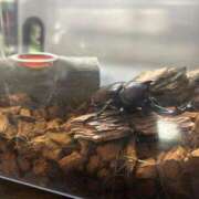 ヒメ日記 2025/09/07 12:31 投稿 華村いろか BaliSpa