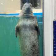 ヒメ日記 2026/03/26 20:20 投稿 ♡えみり先生♡ 梅田ムチぽよ女学院