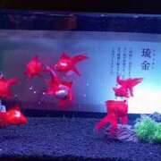 ヒメ日記 2025/08/17 15:06 投稿 千冬 新潟市鳥屋野潟ちゃんこ