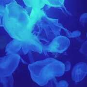 ヒメ日記 2025/12/07 00:36 投稿 千冬 新潟市鳥屋野潟ちゃんこ