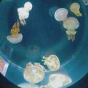 ヒメ日記 2025/12/15 21:26 投稿 千冬 新潟市鳥屋野潟ちゃんこ