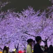 ヒメ日記 2026/04/03 23:57 投稿 金井 咲 人妻セレブ宮殿