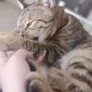 ヒメ日記 2025/08/26 19:32 投稿 こはく セグレターリオ