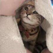 こはく ごめんなさい、😭 セグレターリオ