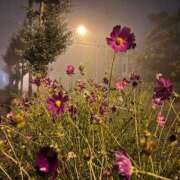 ヒメ日記 2025/07/30 15:09 投稿 貴咲　あおい タッチVIP