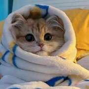 ヒメ日記 2025/10/08 05:57 投稿 貴咲　あおい タッチVIP