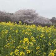 ヒメ日記 2026/04/06 09:31 投稿 高木 MadameRest(マダムレスト)