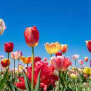 ヒメ日記 2026/04/13 16:23 投稿 高木 MadameRest(マダムレスト)