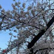 ヒメ日記 2026/03/28 20:17 投稿 さつき ナチュラルプリンセス