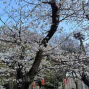 ヒメ日記 2026/04/01 20:25 投稿 さつき ナチュラルプリンセス