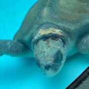 ヒメ日記 2026/04/11 11:55 投稿 さつき ナチュラルプリンセス