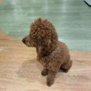 ヒメ日記 2026/04/29 10:15 投稿 さつき ナチュラルプリンセス