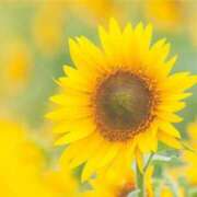 ヒメ日記 2025/07/13 15:31 投稿 ひまり 宇都宮発～正統派清楚系デリヘル！ CHERIMO（シェリモ）