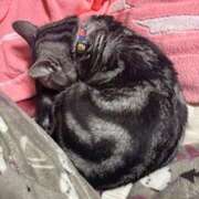 ヒメ日記 2025/12/27 10:58 投稿 るるか 神田ハンドメイド