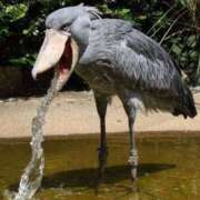 ヒメ日記 2025/12/07 23:10 投稿 熟女 あおい ハナミズキ