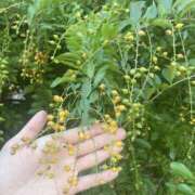 ヒメ日記 2025/10/04 16:59 投稿 ひかり Applepie（アップルパイ）