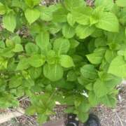 ヒメ日記 2025/10/05 03:10 投稿 ひかり Applepie（アップルパイ）