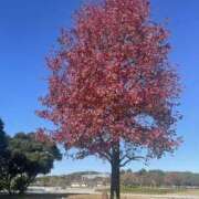 ヒメ日記 2025/10/07 16:14 投稿 ひかり Applepie（アップルパイ）