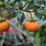 ヒメ日記 2025/10/09 22:26 投稿 ひかり Applepie（アップルパイ）