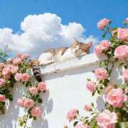 ヒメ日記 2025/10/09 22:58 投稿 ひかり Applepie（アップルパイ）