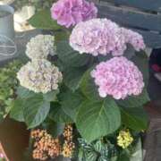 ヒメ日記 2025/10/10 17:21 投稿 ひかり Applepie（アップルパイ）