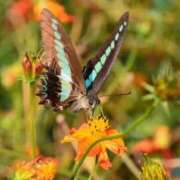 ヒメ日記 2025/10/11 18:08 投稿 ひかり Applepie（アップルパイ）