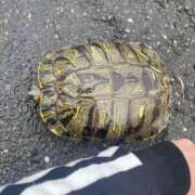 ヒメ日記 2025/10/12 09:18 投稿 ひかり Applepie（アップルパイ）