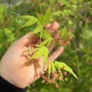 ヒメ日記 2025/10/13 02:46 投稿 ひかり Applepie（アップルパイ）