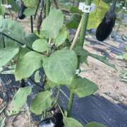 ヒメ日記 2025/10/16 23:06 投稿 ひかり Applepie（アップルパイ）