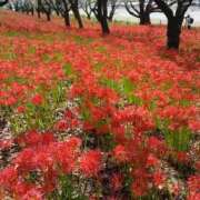 ヒメ日記 2025/10/23 15:59 投稿 ひかり Applepie（アップルパイ）