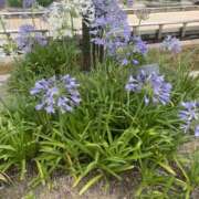 ヒメ日記 2025/10/26 01:52 投稿 ひかり Applepie（アップルパイ）