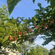 ヒメ日記 2025/11/08 19:44 投稿 ひかり Applepie（アップルパイ）