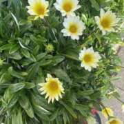 ヒメ日記 2025/11/08 19:58 投稿 ひかり Applepie（アップルパイ）