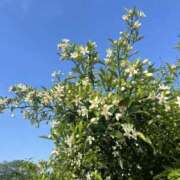 ヒメ日記 2025/11/09 00:26 投稿 ひかり Applepie（アップルパイ）