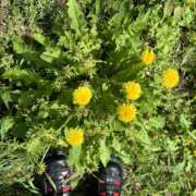 ヒメ日記 2025/11/11 11:51 投稿 ひかり Applepie（アップルパイ）