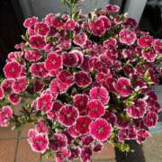 ヒメ日記 2025/11/12 01:46 投稿 ひかり Applepie（アップルパイ）